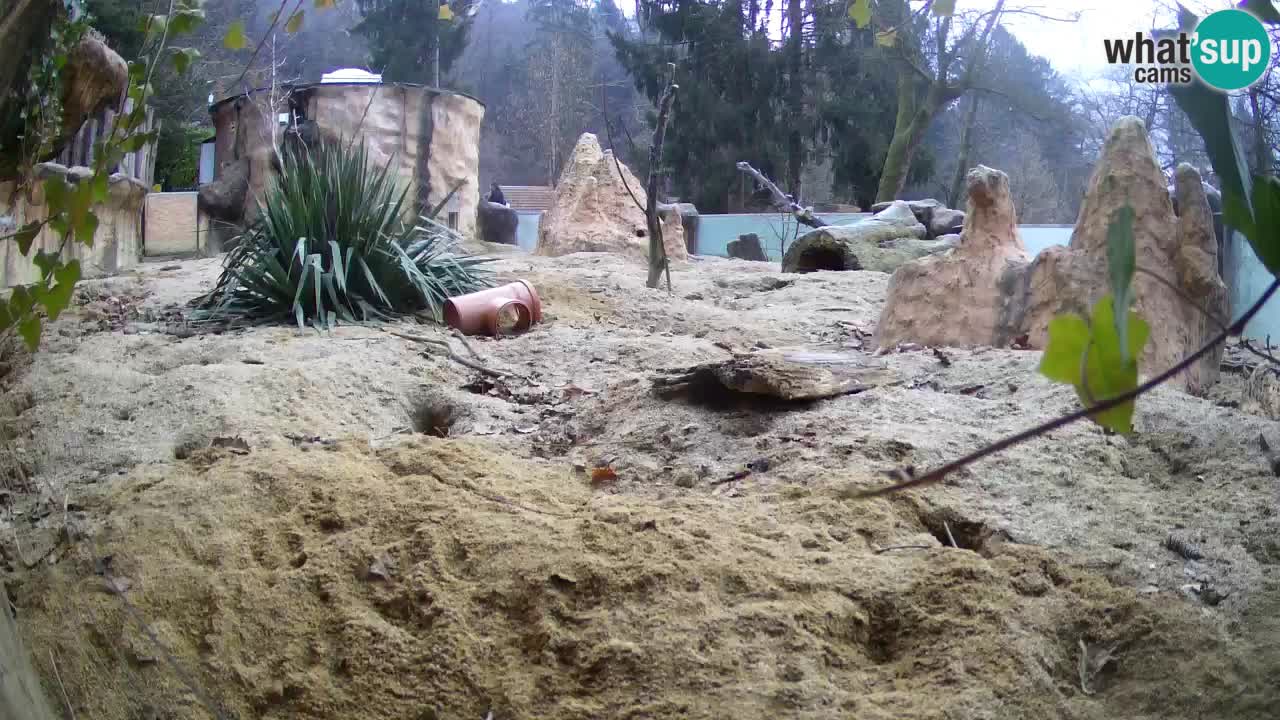 Live cam Zoo Ljubljana – Erdmännchen