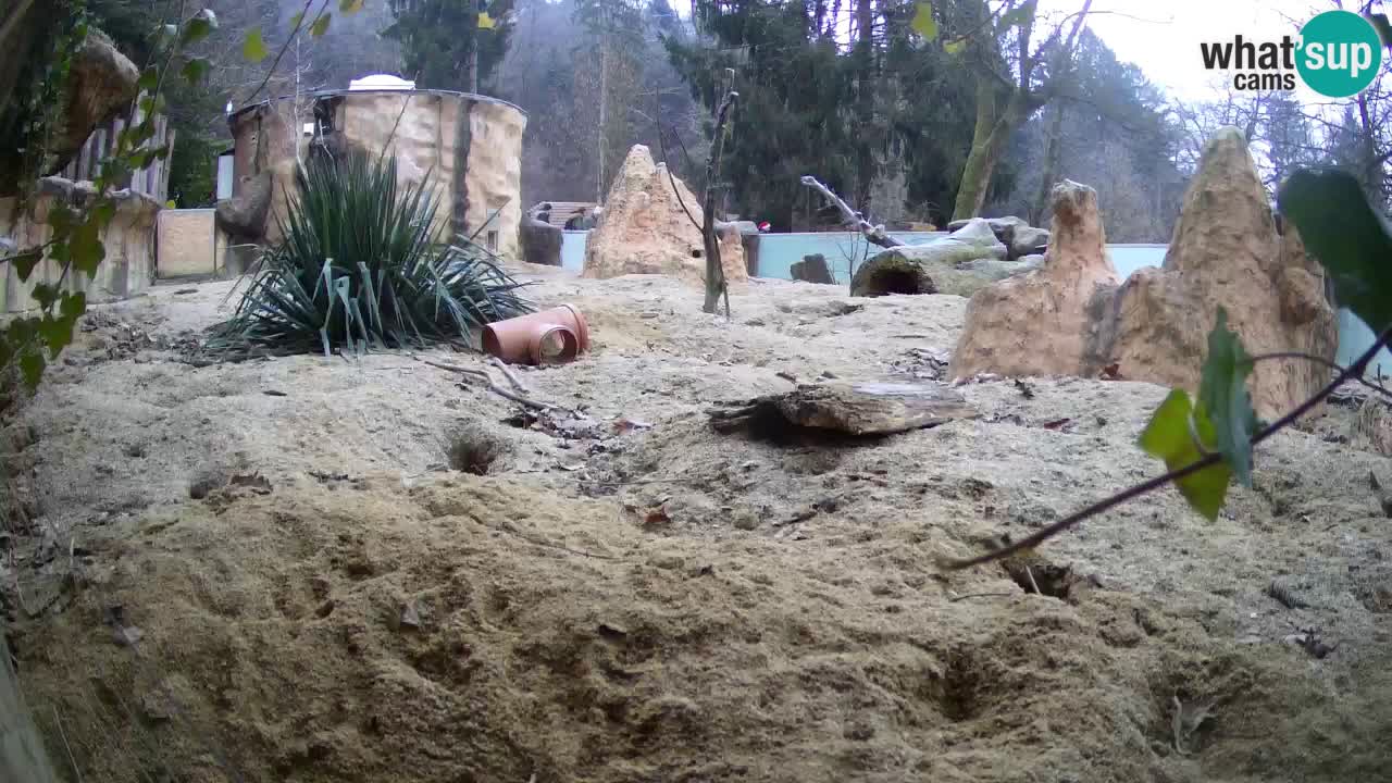 Live cam Zoo Ljubljana – Erdmännchen