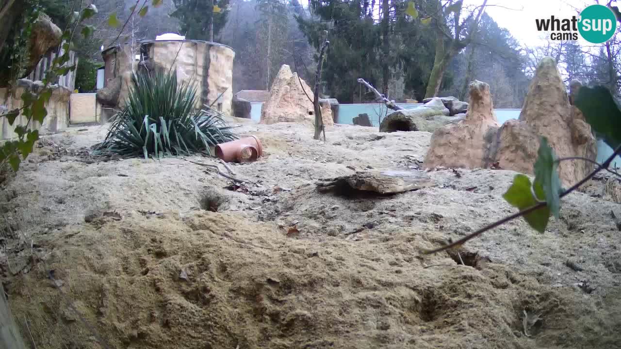 Live cam Zoo Ljubljana – Erdmännchen