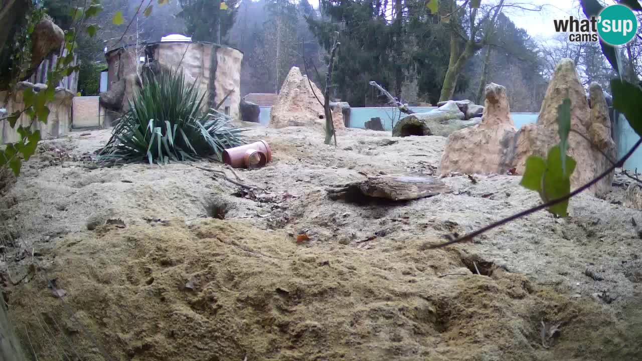 Zoo Ljubljana – Live webcam Meerkat (Suricata)