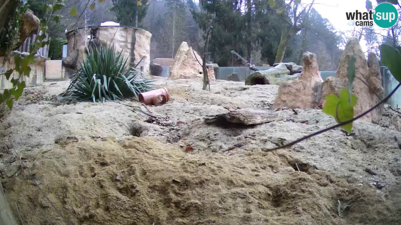 Live cam Zoo Ljubljana – Erdmännchen