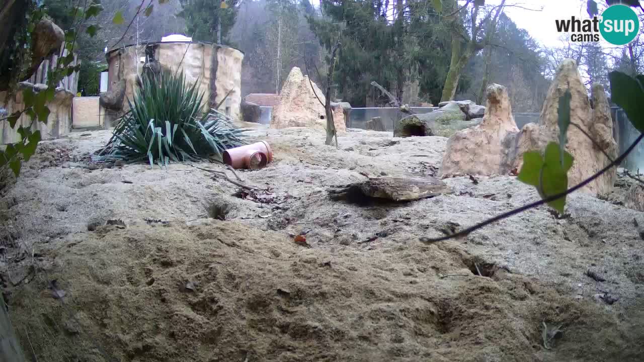 Webcam live Zoo Ljubljana – Suricata