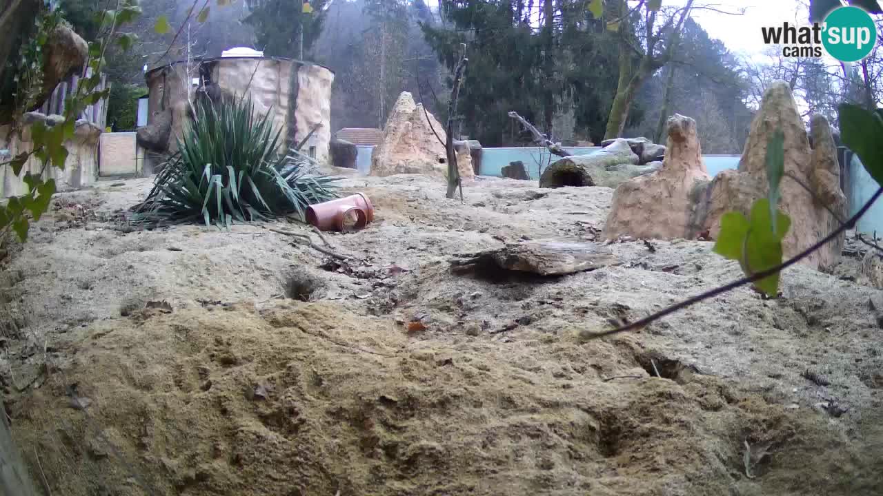 Live cam Zoo Ljubljana – Erdmännchen