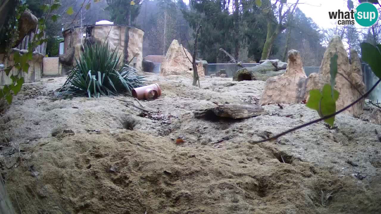 Webcam Zoo Ljubljana – Suricate