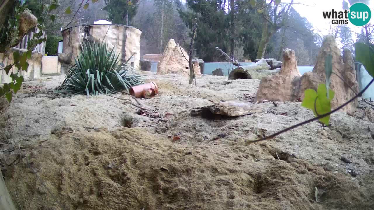 Live cam Zoo Ljubljana – Erdmännchen