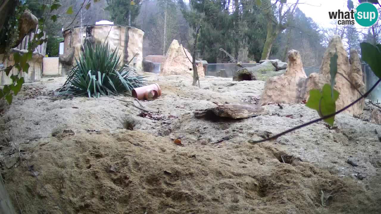 Webcam Zoo Ljubljana – Suricate