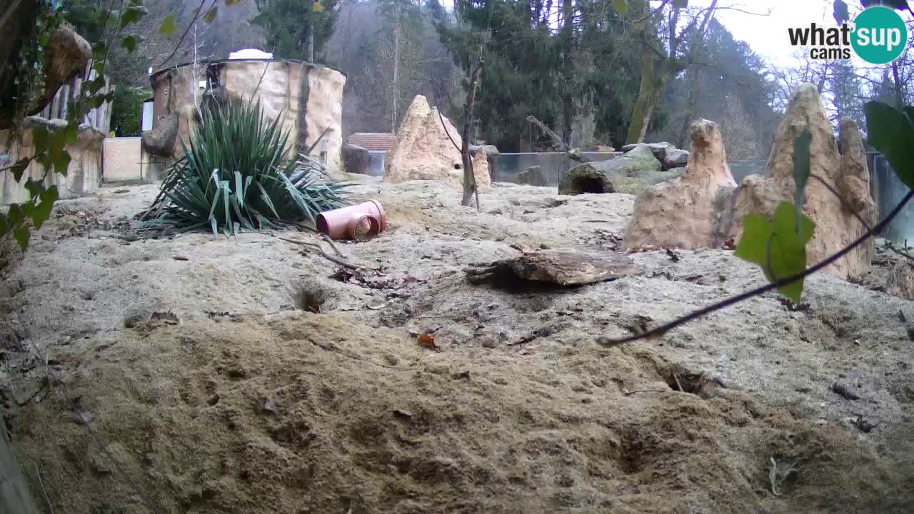 Live cam Zoo Ljubljana – Erdmännchen