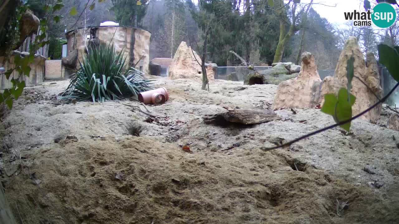 Zoo Ljubljana – Live webcam Meerkat (Suricata)