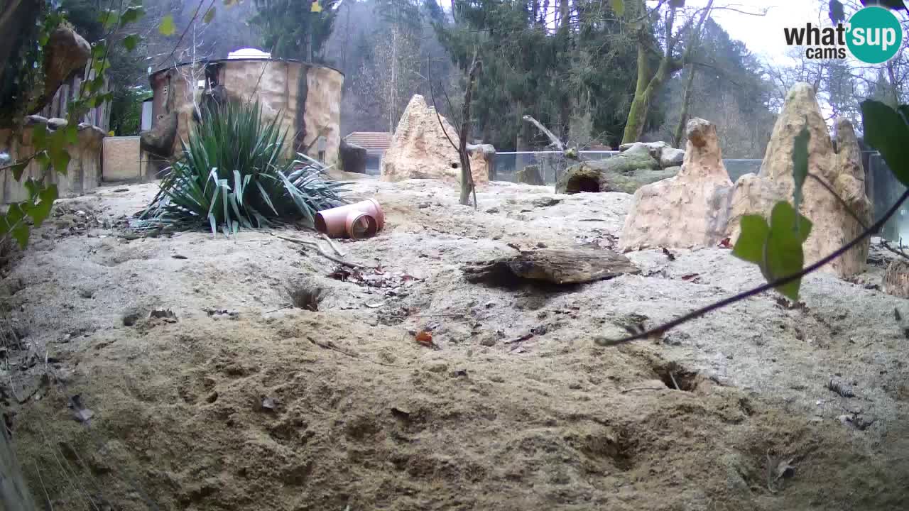 Live cam Zoo Ljubljana – Erdmännchen