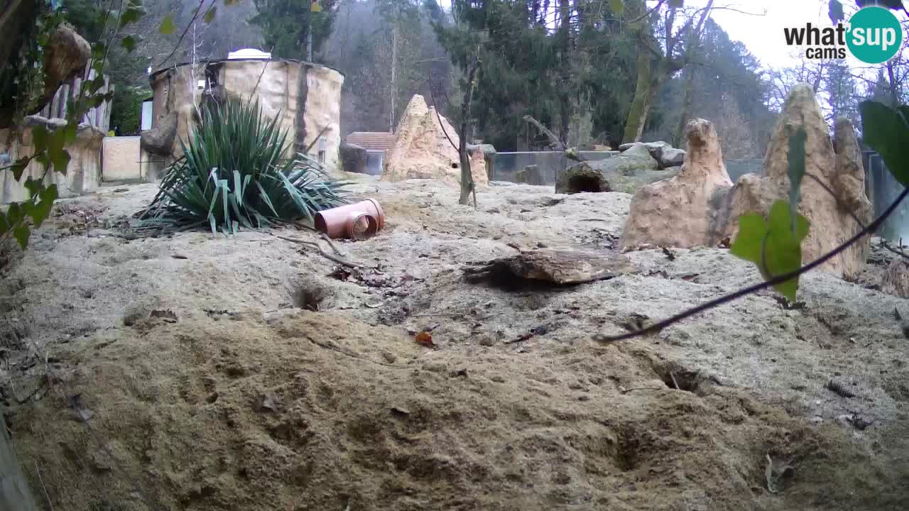 Live cam Zoo Ljubljana – Erdmännchen