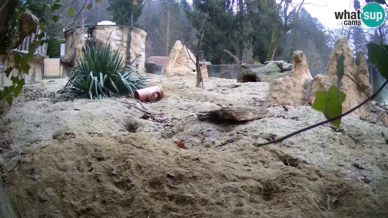 Zoo Ljubljana – Live webcam Meerkat (Suricata)