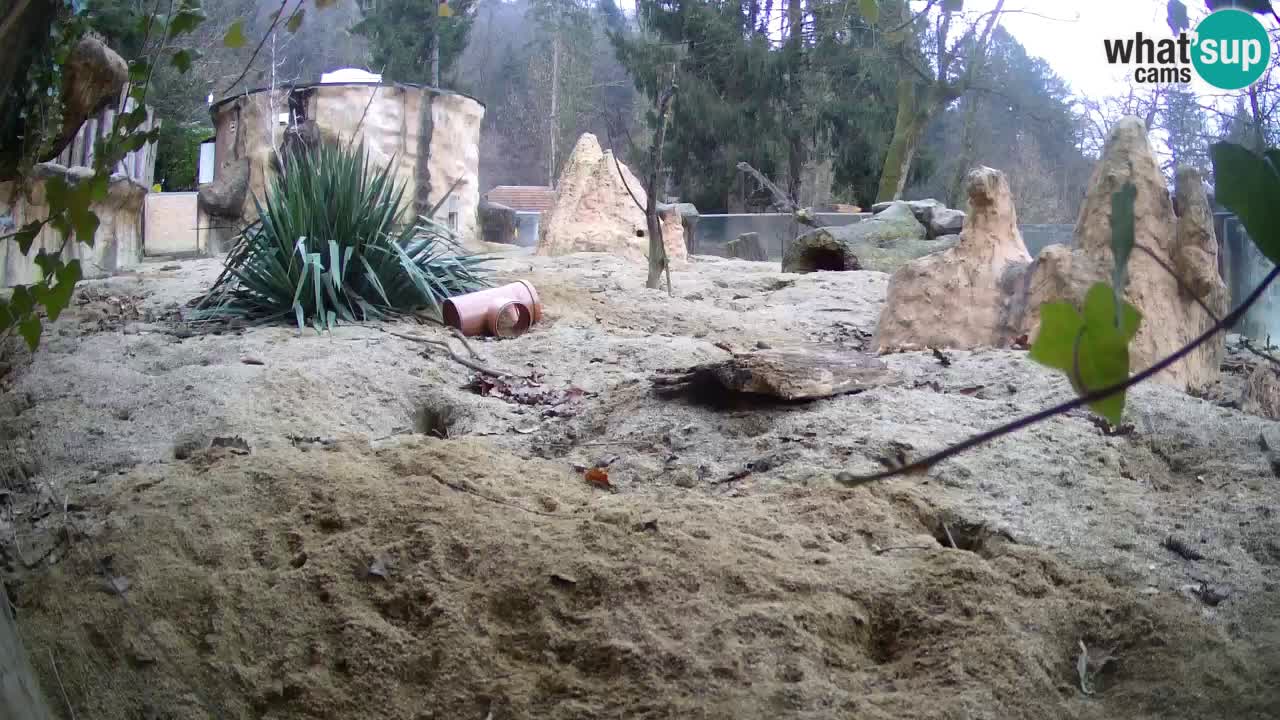 Live cam Zoo Ljubljana – Erdmännchen