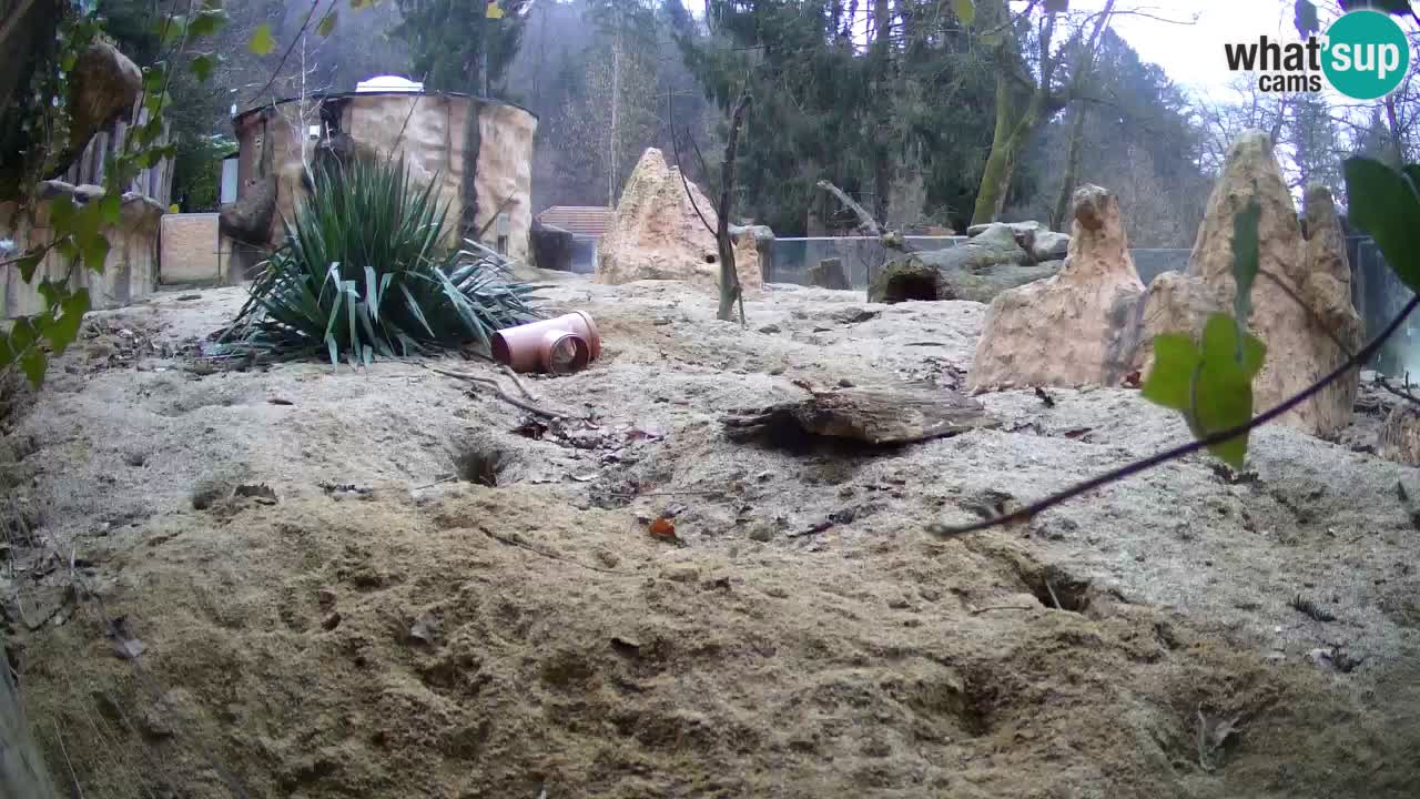 Zoo Ljubljana – Meerkat (Suricata)