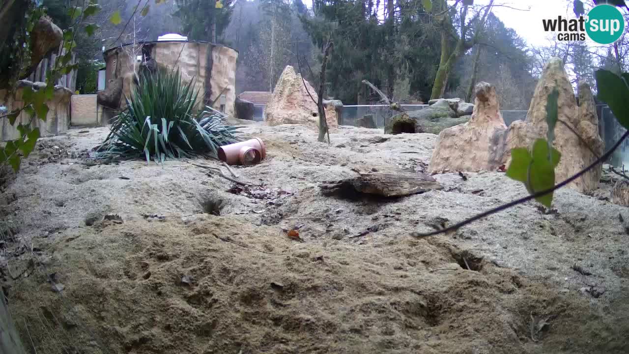 Webcam live Zoo Ljubljana – Suricata