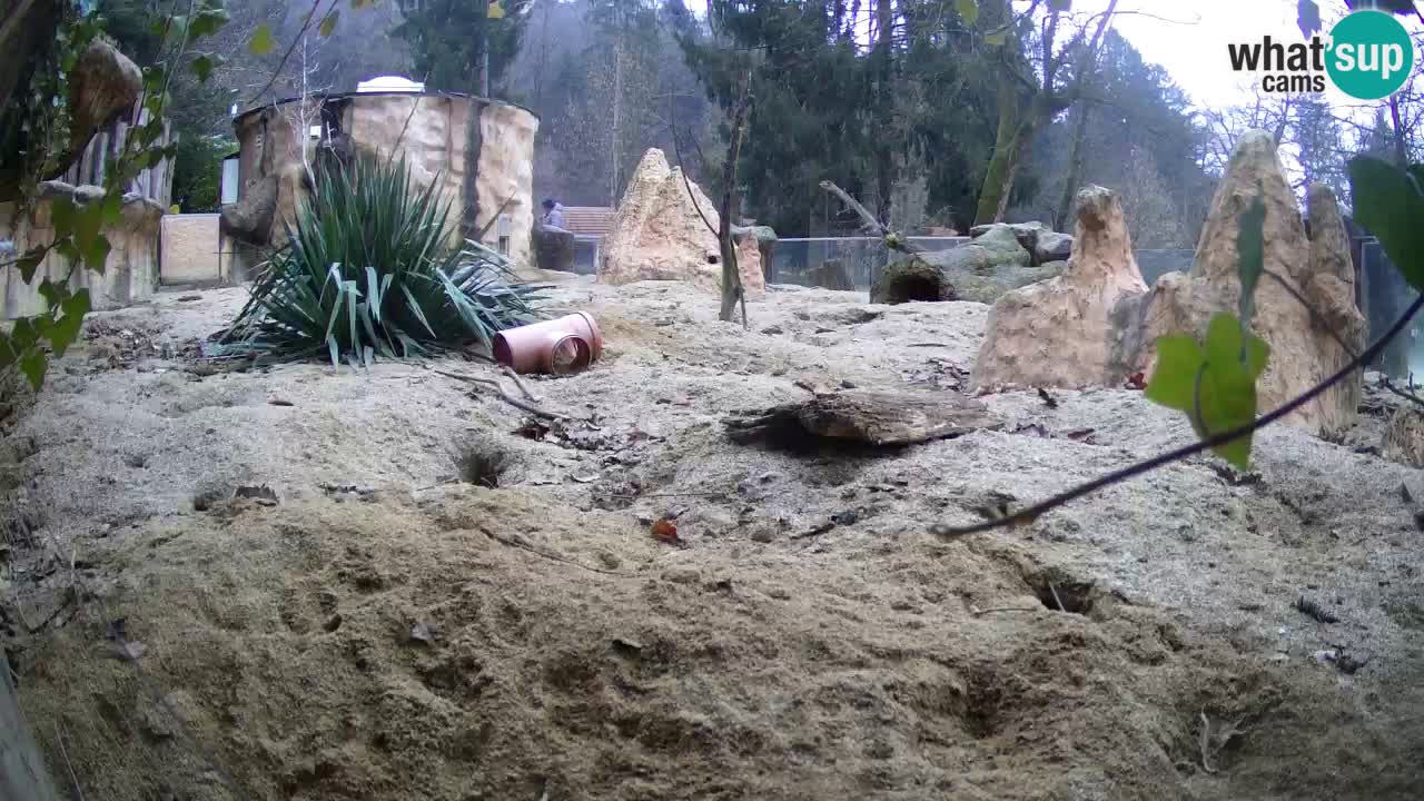 Live cam Zoo Ljubljana – Erdmännchen