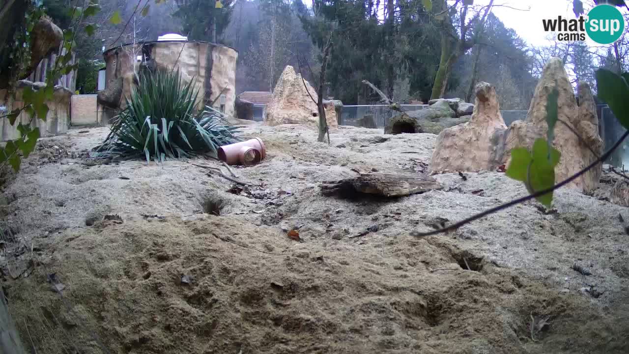 Webcam live Zoo Ljubljana – Suricata