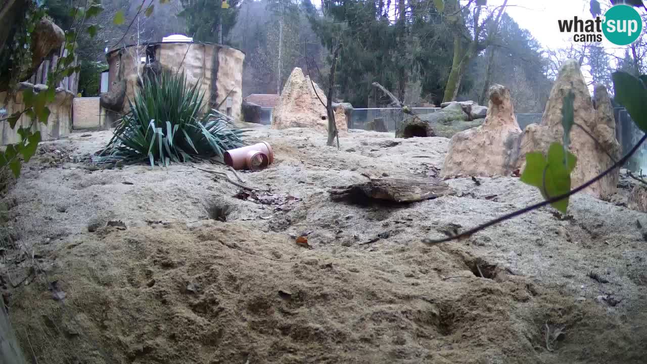 Zoo Ljubljana – Live webcam Meerkat (Suricata)