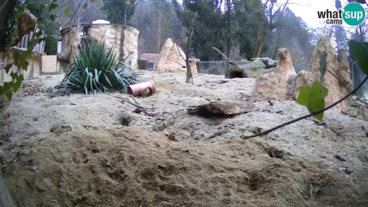 Zoo Ljubljana – Meerkat (Suricata)