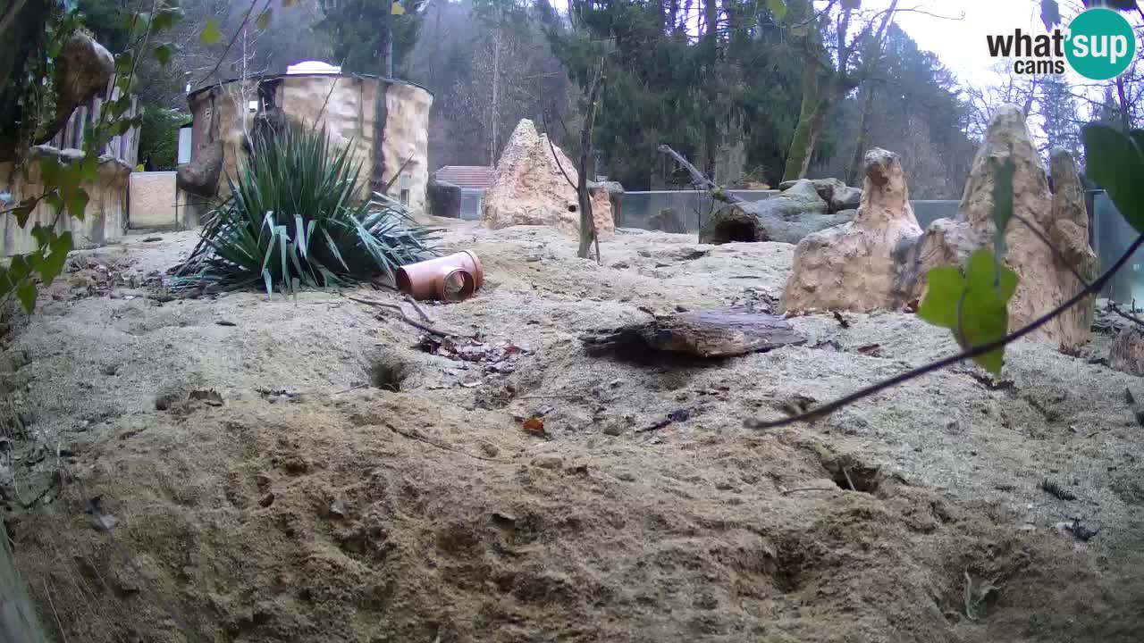 Webcam Zoo Ljubljana – Suricate