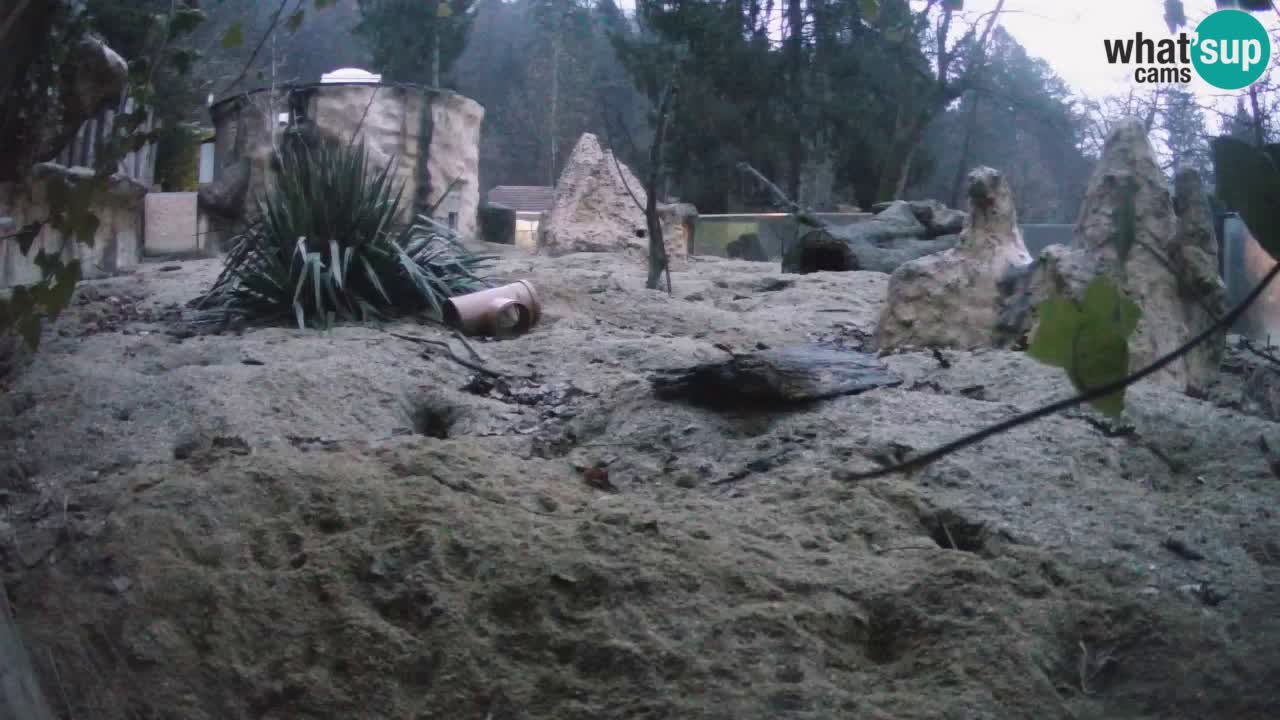 Zoo Ljubljana – Meerkat (Suricata)