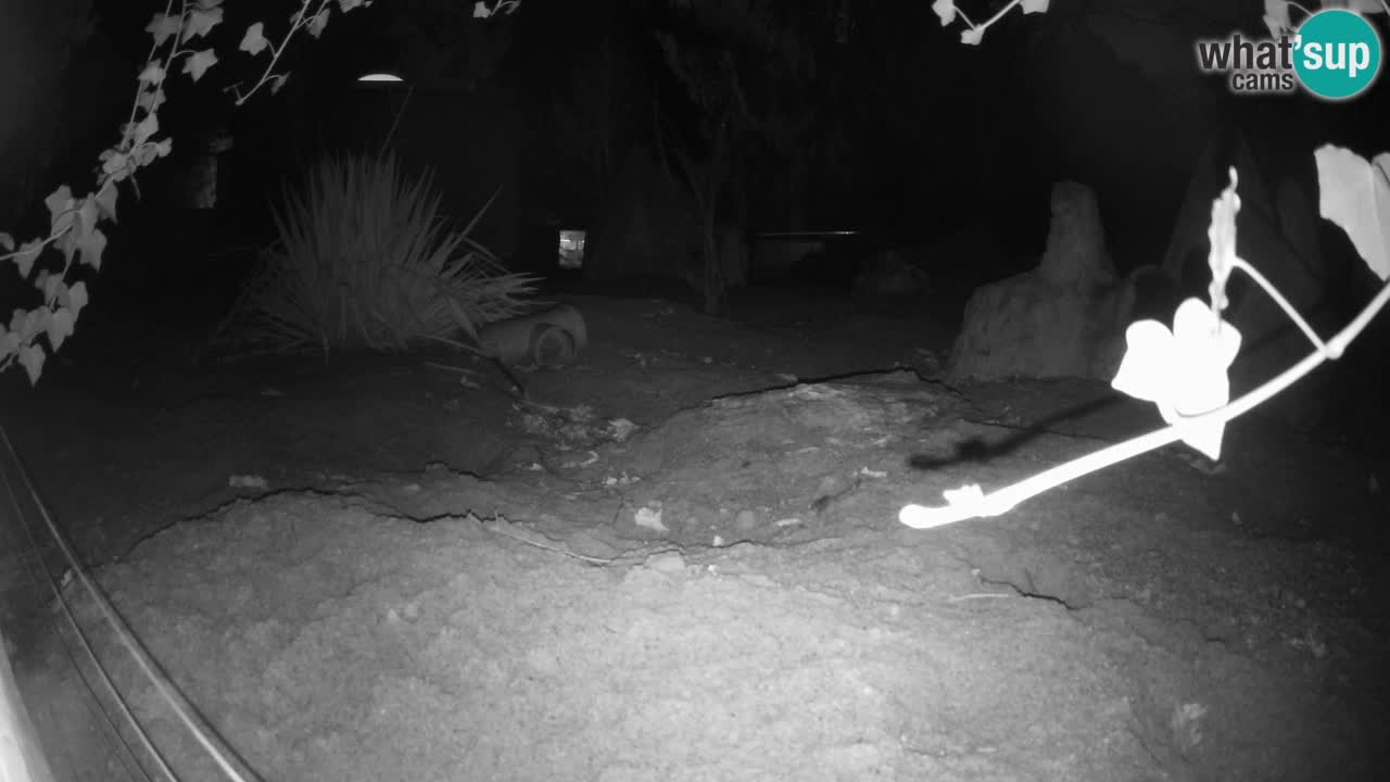 Zoo Ljubljana – Live webcam Meerkat (Suricata)