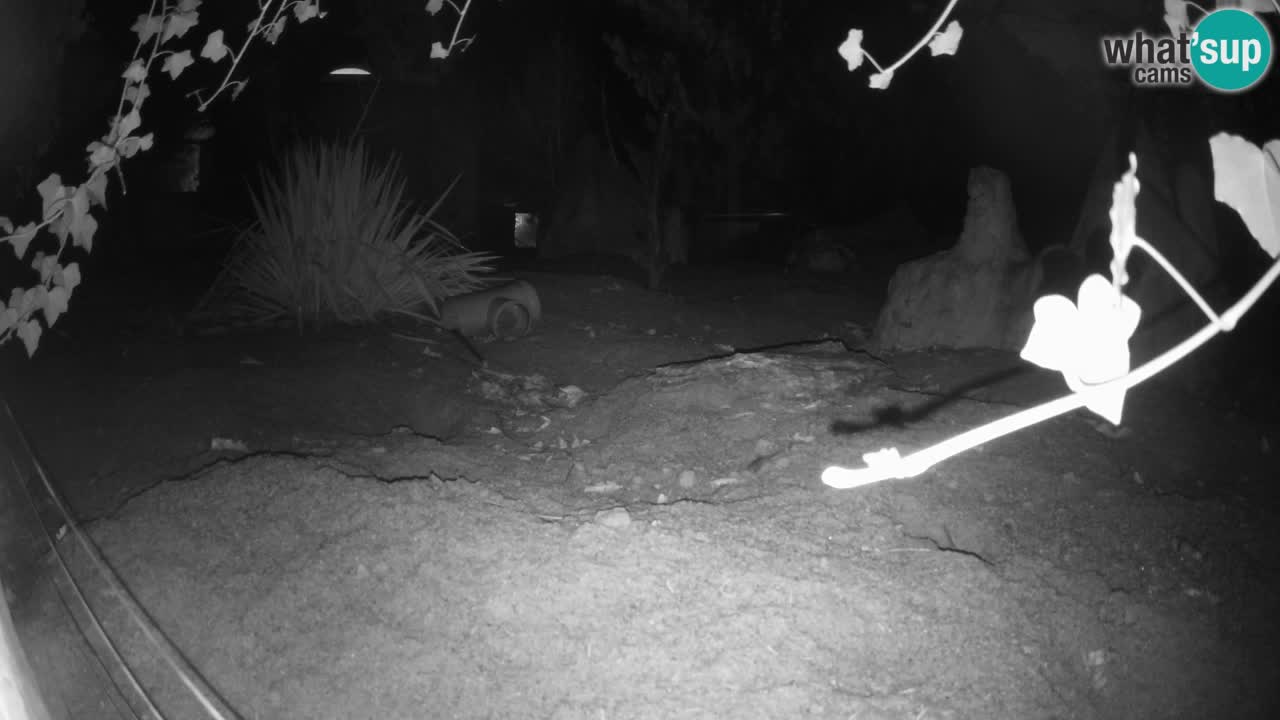 Zoo Ljubljana – Live webcam Meerkat (Suricata)