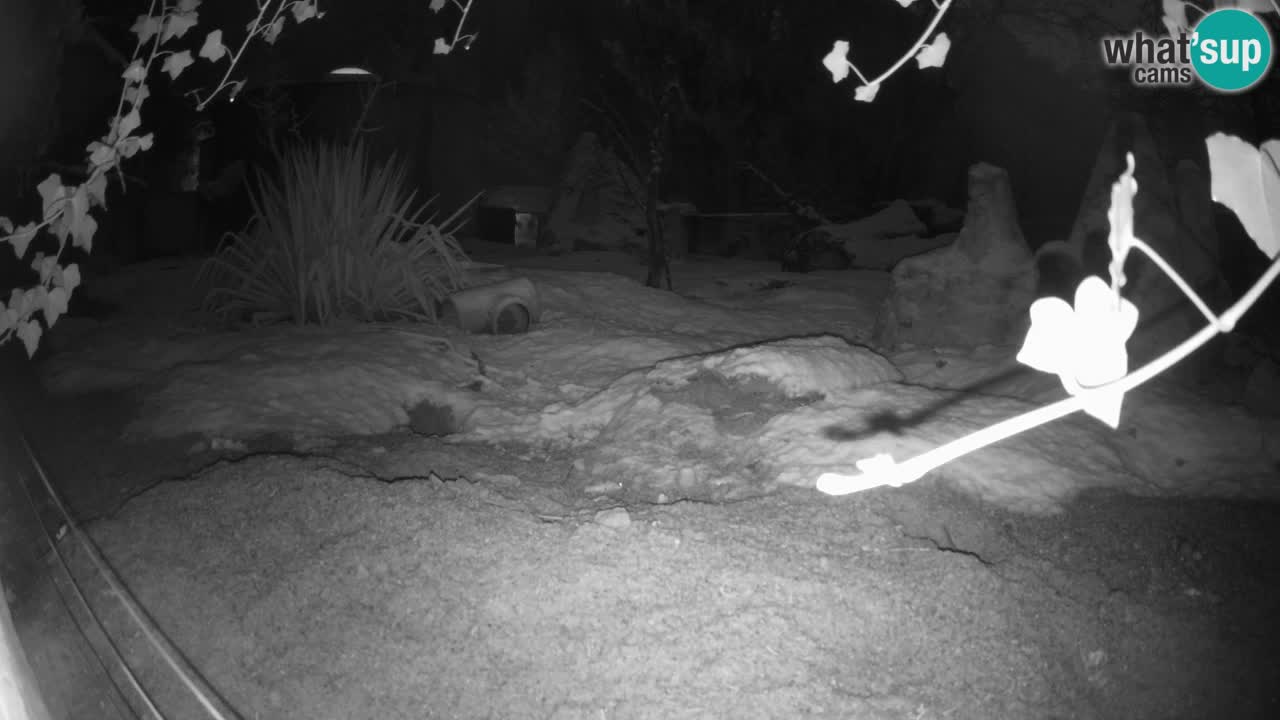 Zoo Ljubljana – Live webcam Meerkat (Suricata)