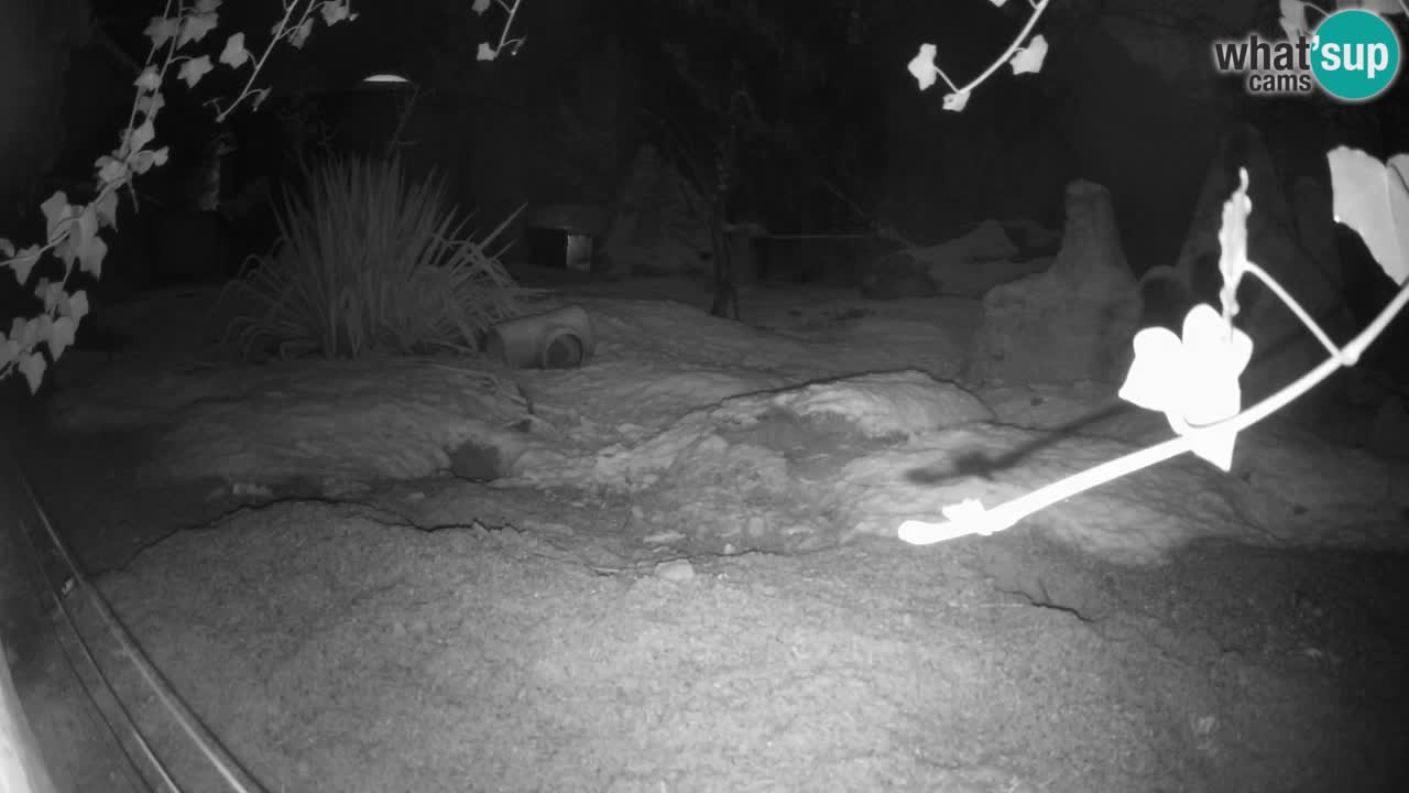 Zoo Ljubljana – Live webcam Meerkat (Suricata)