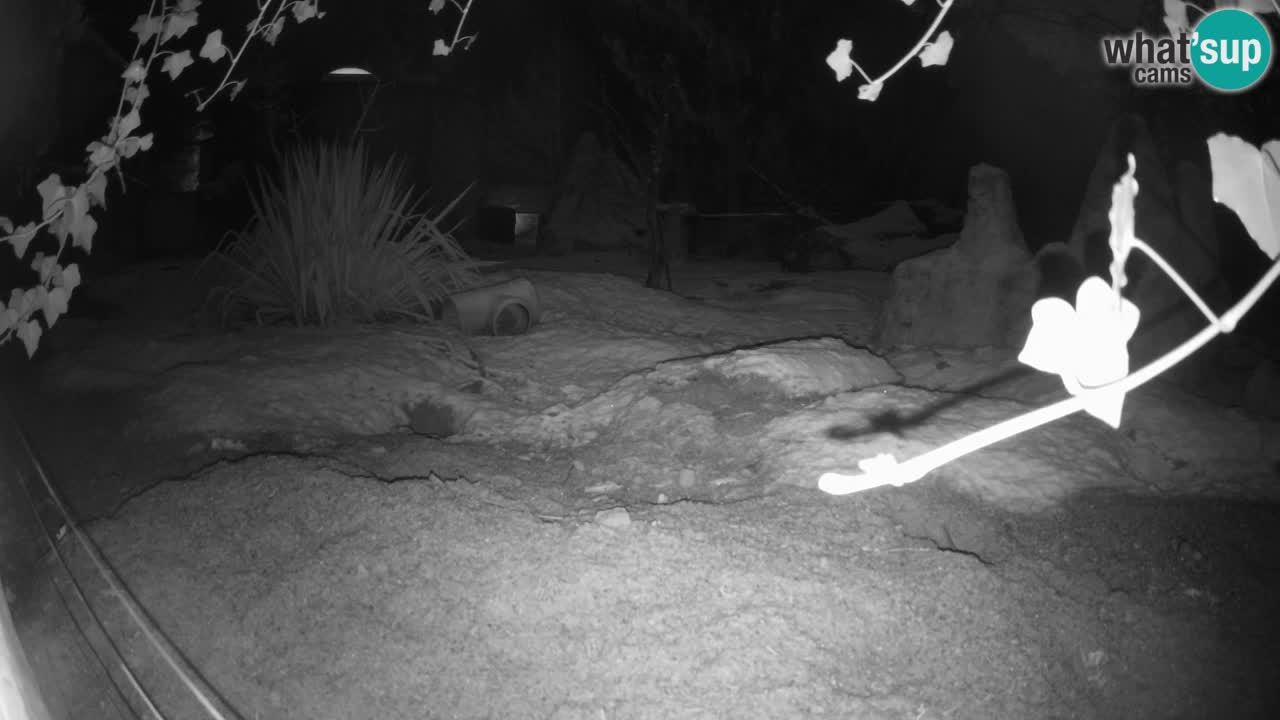 Zoo Ljubljana – Live webcam Meerkat (Suricata)