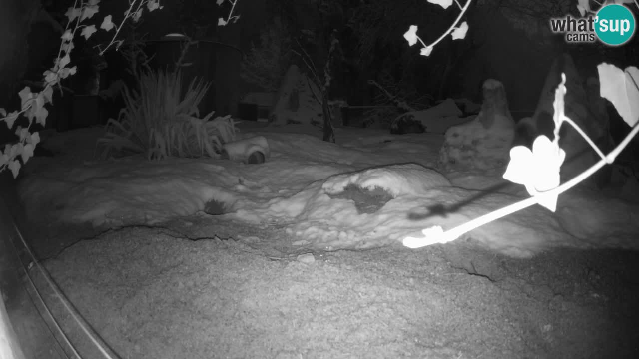 Zoo Ljubljana – Live webcam Meerkat (Suricata)