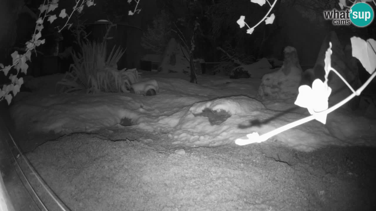 Zoo Ljubljana – Live webcam Meerkat (Suricata)