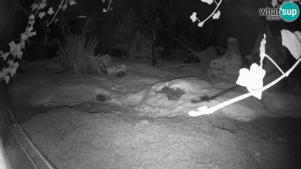 Webcam live Zoo Ljubljana – Suricata