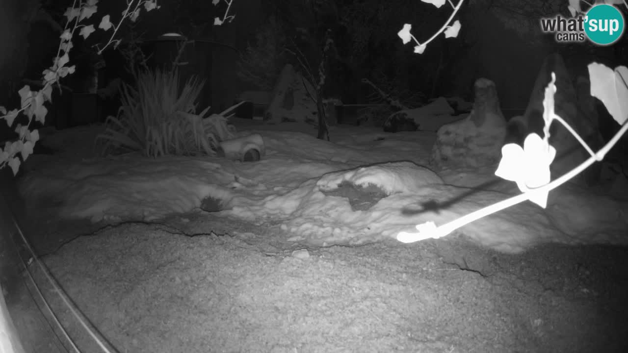 Zoo Ljubljana – Live webcam Meerkat (Suricata)