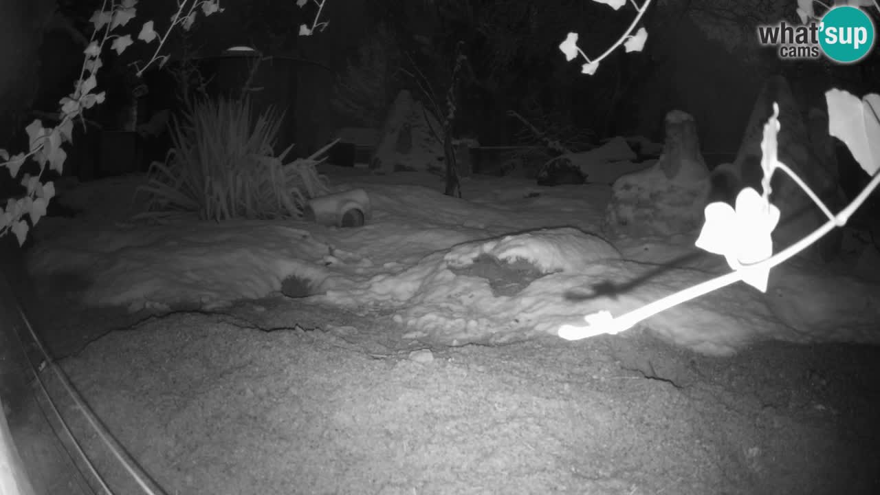 Webcam live Zoo Ljubljana – Suricata