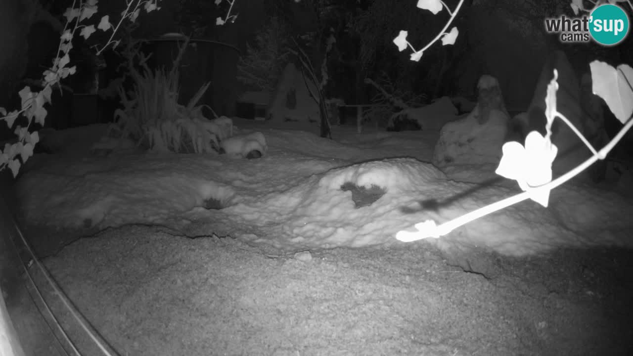 Live cam Zoo Ljubljana – Erdmännchen