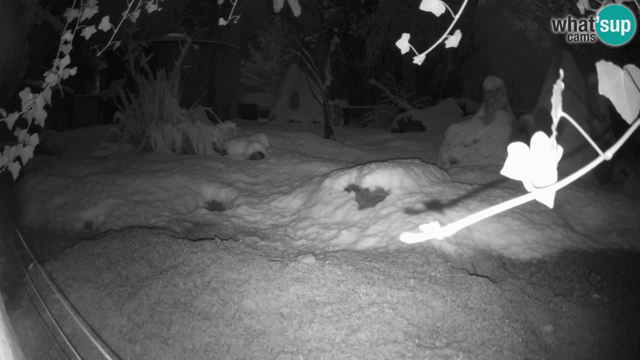 Webcam Zoo Ljubljana – Suricate