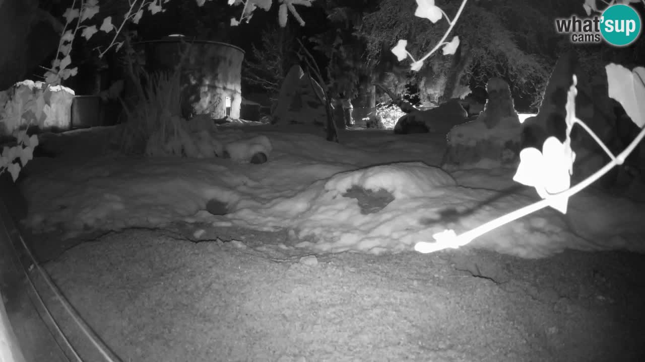 Live cam Zoo Ljubljana – Erdmännchen