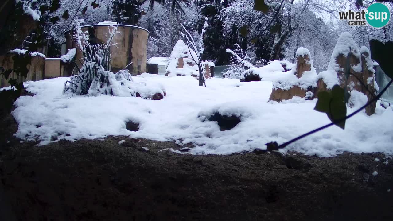 Zoo Ljubljana – Live webcam Meerkat (Suricata)