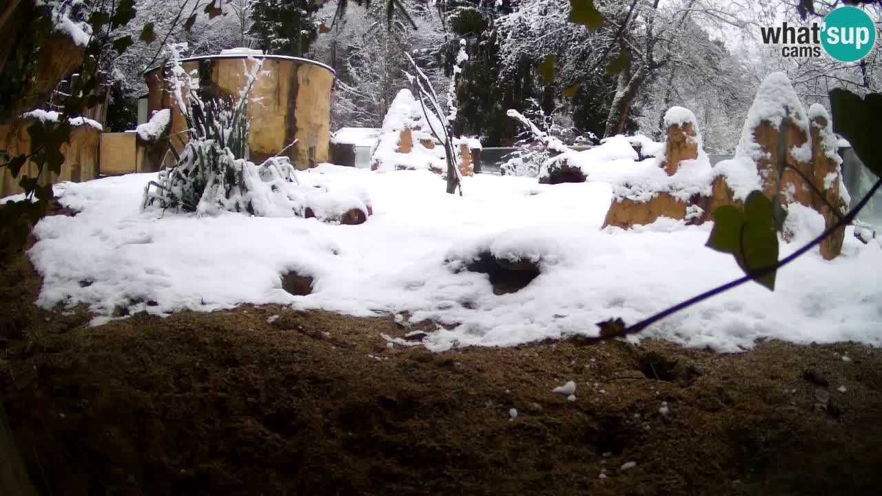 Webcam Zoo Ljubljana – Suricate