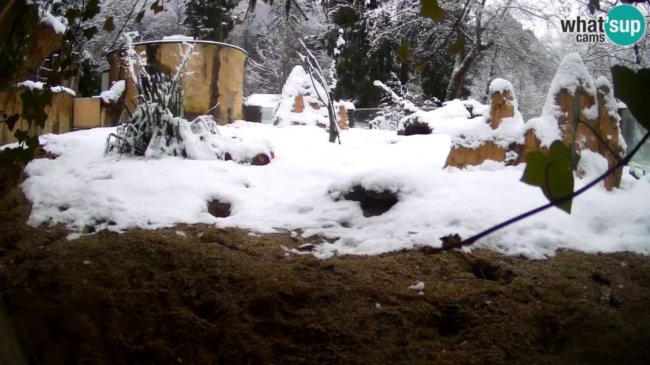 Live cam Zoo Ljubljana – Erdmännchen