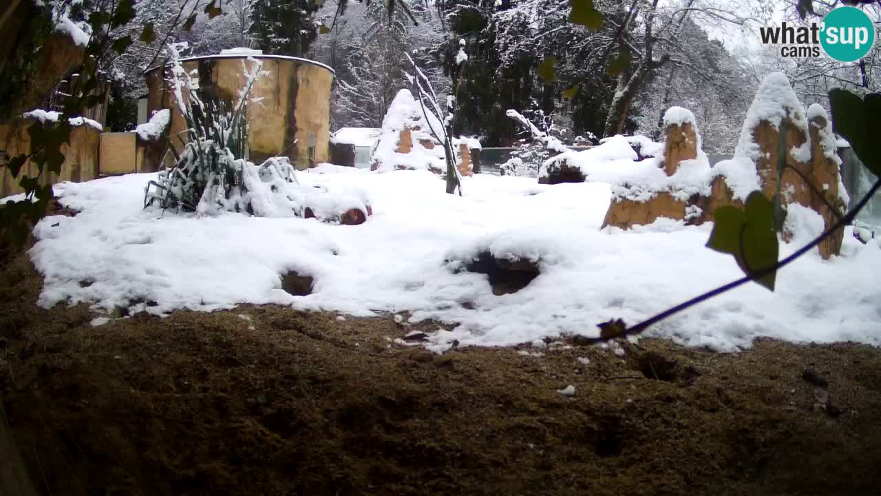 Zoo Ljubljana – Meerkat (Suricata)