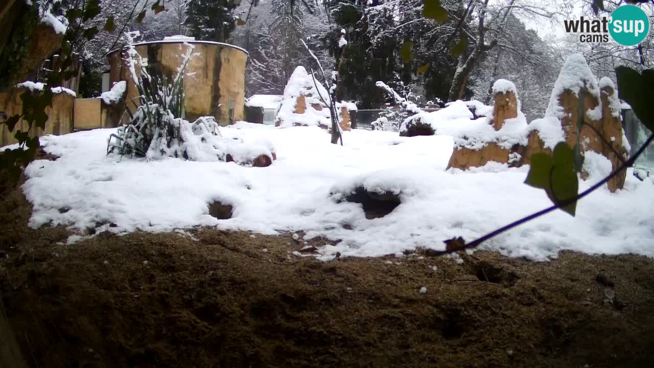 Zoo Ljubljana – Live webcam Meerkat (Suricata)