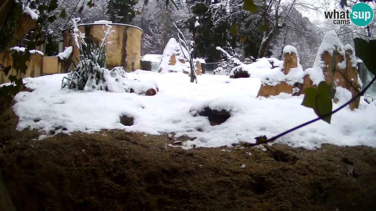 Webcam Zoo Ljubljana – Suricate