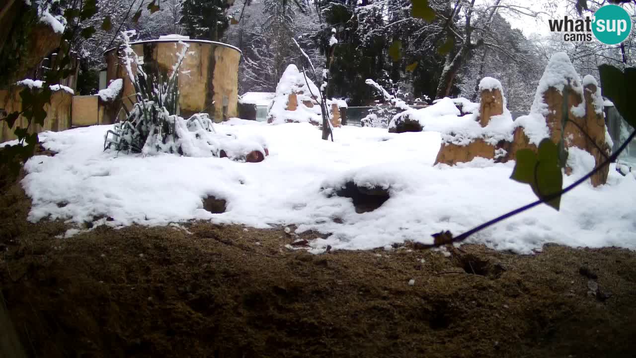 Webcam live Zoo Ljubljana – Suricata