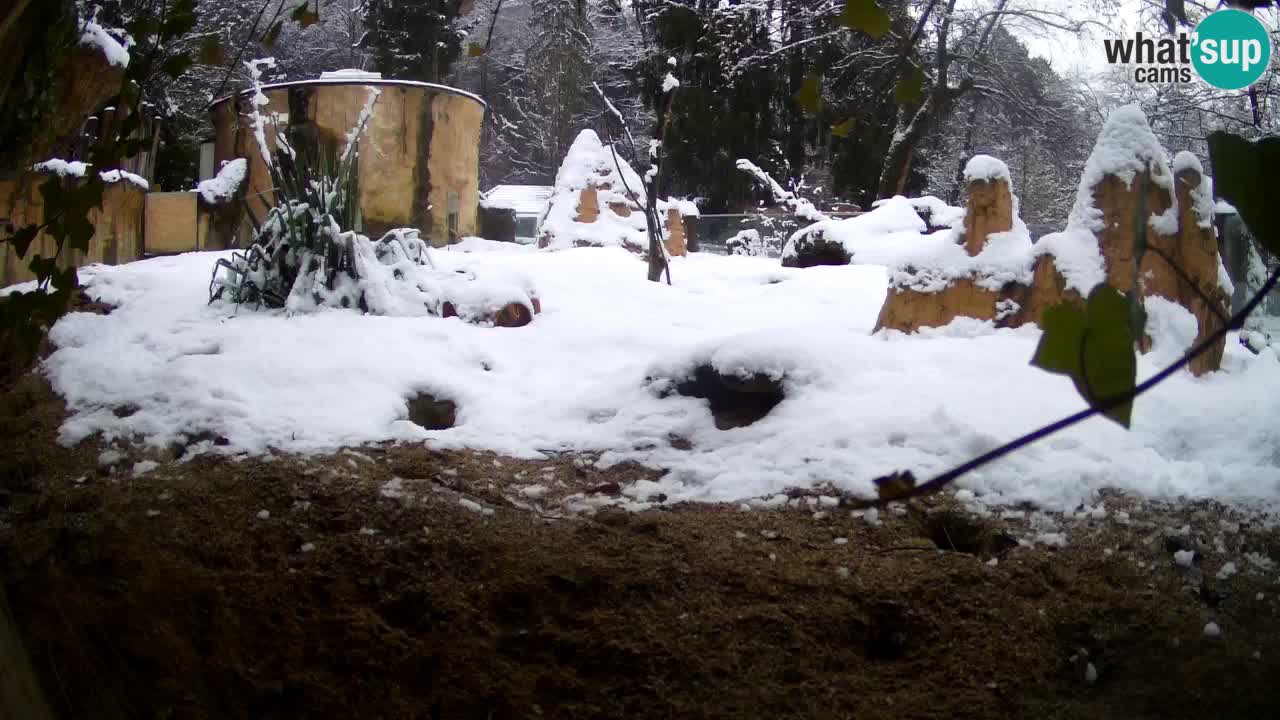 Zoo Ljubljana – Live webcam Meerkat (Suricata)