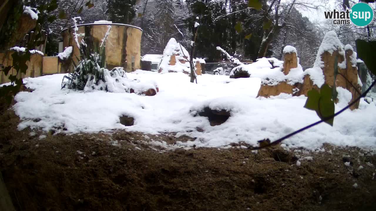 Zoo Ljubljana – Live webcam Meerkat (Suricata)