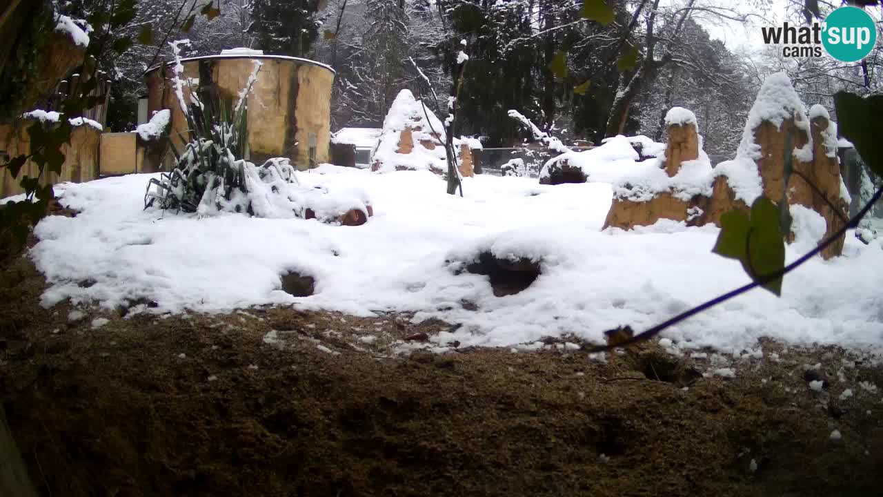 Live cam Zoo Ljubljana – Erdmännchen