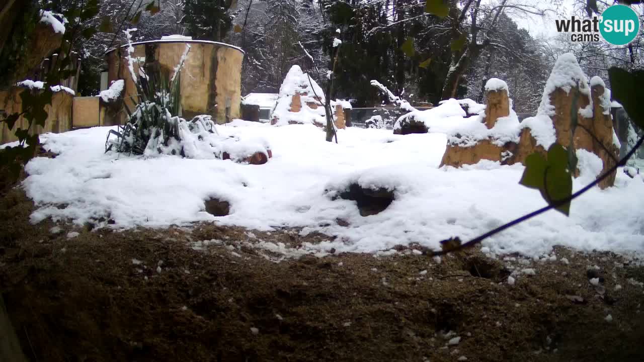 Webcam Zoo Ljubljana – Suricate