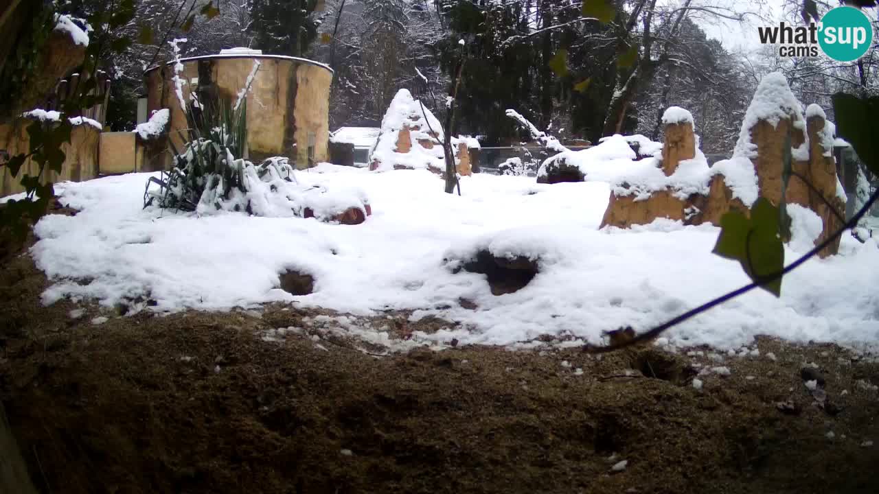 Zoo Ljubljana – Meerkat (Suricata)