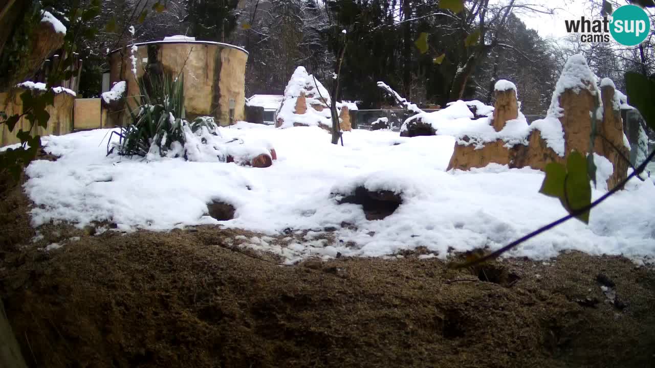 Webcam live Zoo Ljubljana – Suricata